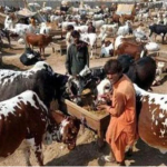 عیدالاضحیٰ کے لیے لائے گئے قربانی نو بکرے ہلاک